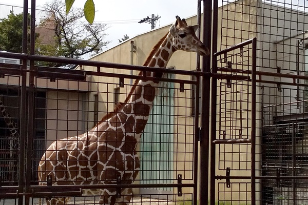 神戸王子動物園の駐車場混雑対策のお得なアクセス方法